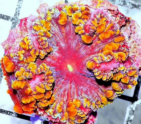 tn HP20AU31222018920Purple20Monster20Orange20Rim20Blasto zpsezcfcr07 - NEW Hand-picked Indo Corals Just Posted!