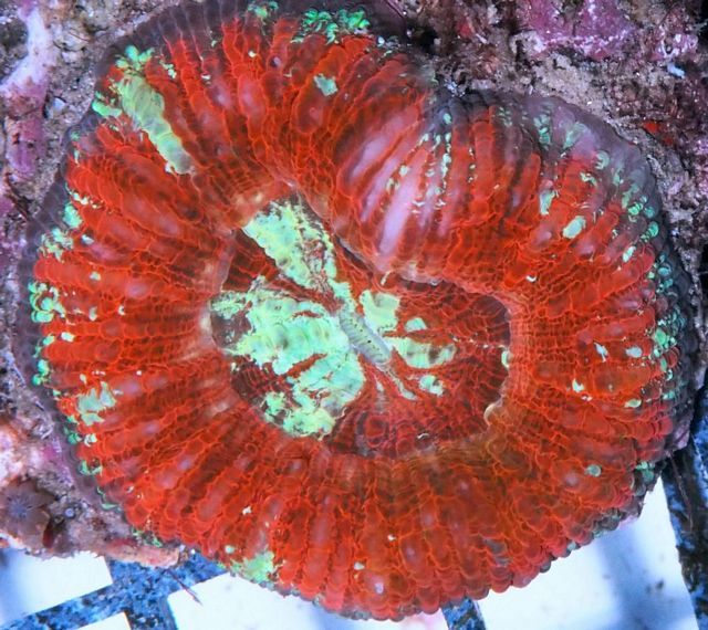 tn HP20JN01182013920Cherry20Bomb20Acanthastrea20maxima zpsf0rangcc - NEW Hand-picked Premium Indo Corals!