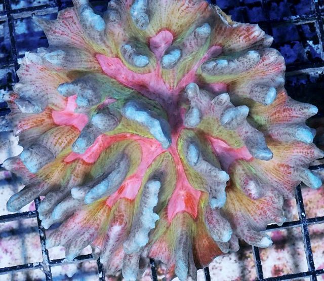 tn HP20JN01212069920Pastel20Dreamer20Spiney20Pectinia zps3vnh0zwj - NEW Hand-picked Premium Indo Corals!