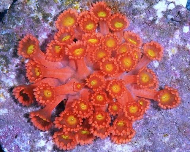 tn HP20JN01302018920Rainbow20Delight20Goniopora zps1robv91m - NEW Hand-picked Premium Indo Corals!