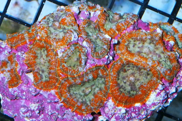 tn HP20JN01312018920Ring20of20Fire20Mushrooms zpsnu9rn3aa - NEW Hand-picked Premium Indo Corals!