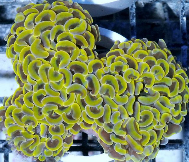 tn HP20JN01372016920Ywllow20Gold20Wall20Hammer zps8f2g320m - NEW Hand-picked Premium Indo Corals!