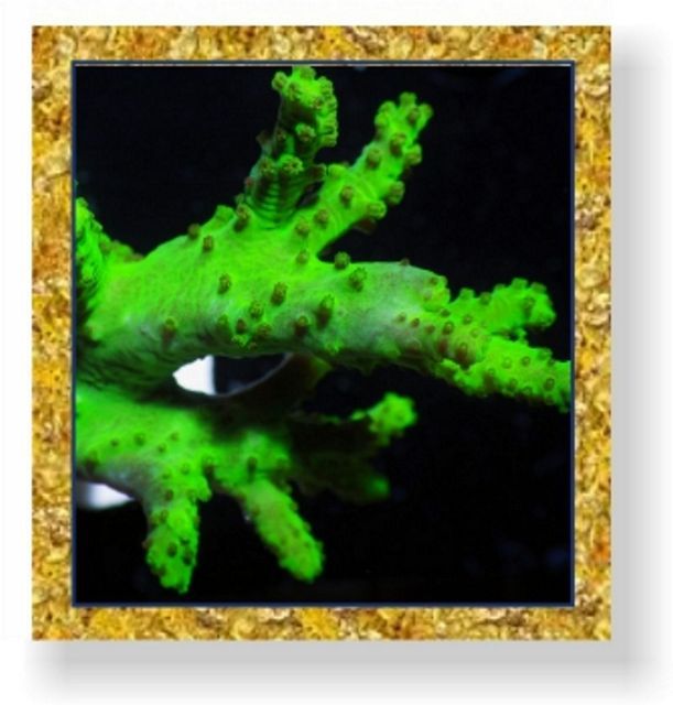 tn NuggetNeonLeather zpsa8f74709 - NEW Add a Nugget Special!