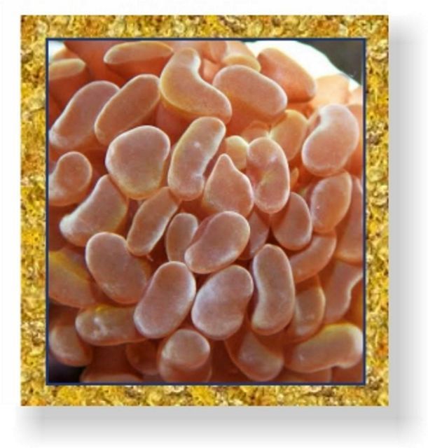 tn NuggetOrangeTipHammer zps67556502 - NEW Add a Nugget Special!