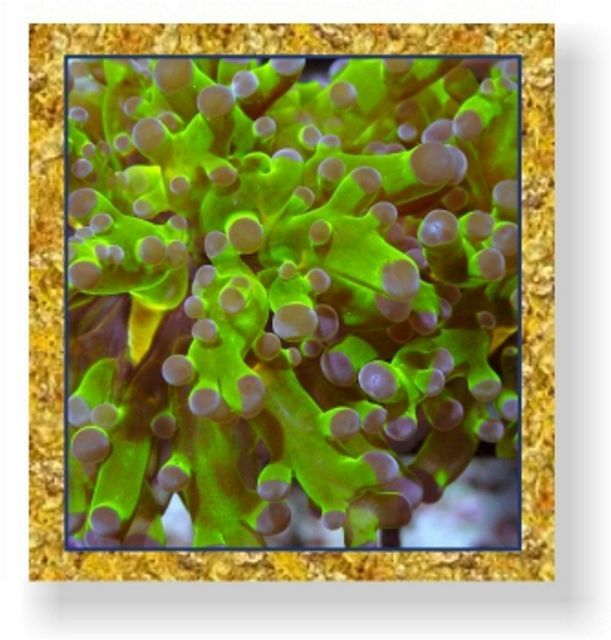 tn NuggetPurpleTipFrog zps56218ec9 - NEW Add a Nugget Special!