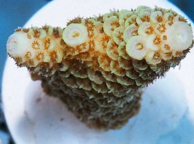 tn X20A0311201220Acropora zpseugz15iy - Tons of New Scolys Posted!