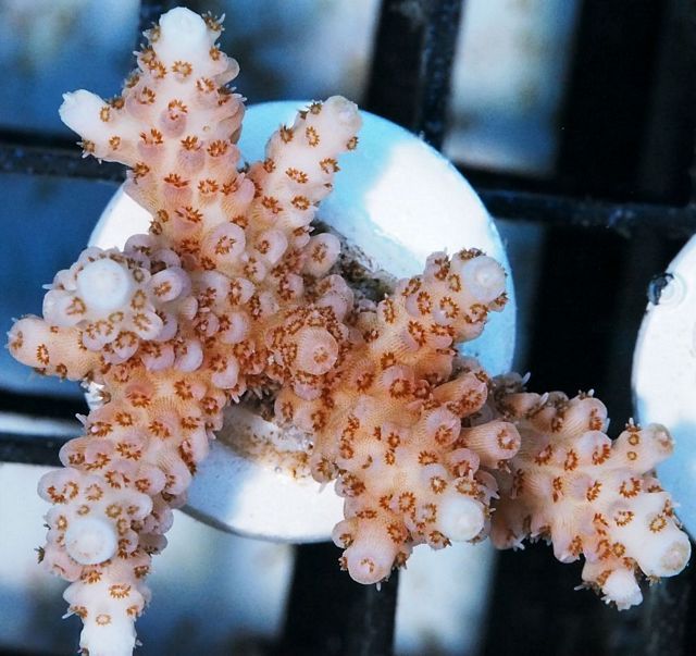 tn X20A0337201220Acropora zps54x97uwf - Over 200 NEW Under $15 Frags!