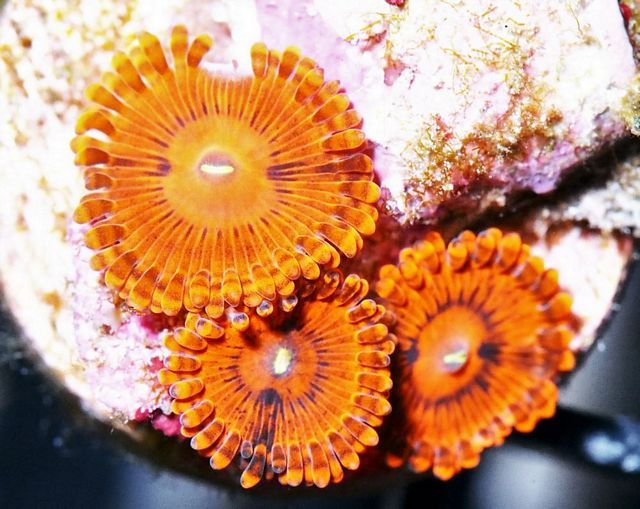 tn X20AU0178201420Roid20Rage20Zoas zpsagda3d1j - NEW Under $15 Frags and Specials!