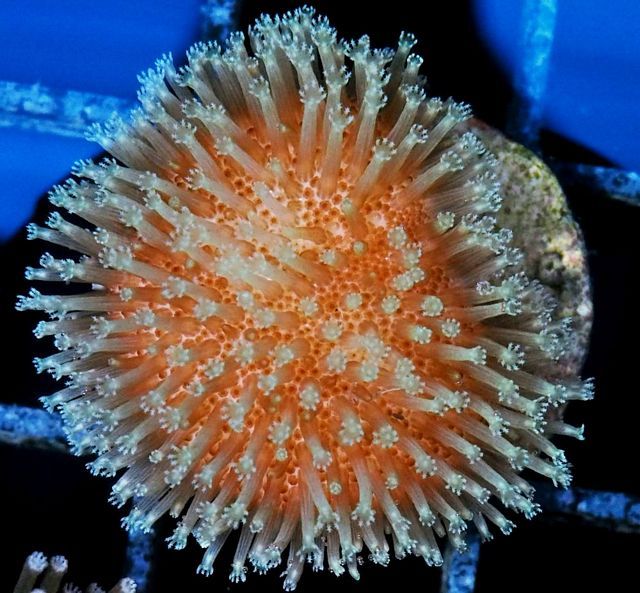 tn X20M2206201220Fuzzy20Toadstool20Leather zpssyg5rvux - NEW WYSIWYG Under $15 Frags Posted!
