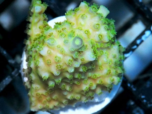 tn X20M3042201420Green20Blob20Acropora zpsccir90md - Tons of New Scolys Posted!