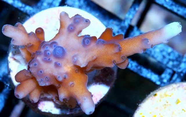 tn XF019114BluePolypAcropora zps737bf00f - Sponges!