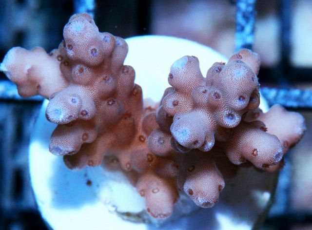 tn XF019914PurpleAcropora zps90bdd31a - Sponges!