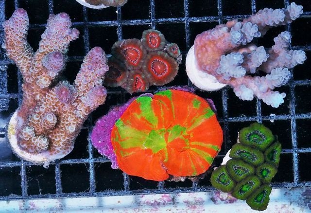 tn p1010023 zps3he31gdj - Does Your Reef Need Color?