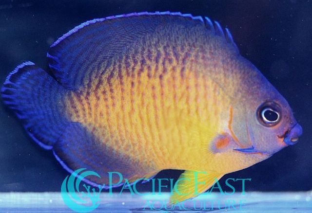 tn tahitiancoralbeauty zps10eaa3e9 - Polynesian Fish!