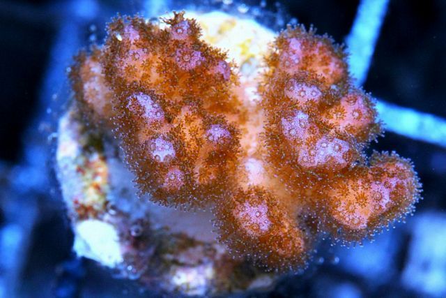 tn xf020312raspberrypocillopora zps067e0191 - Sponges!