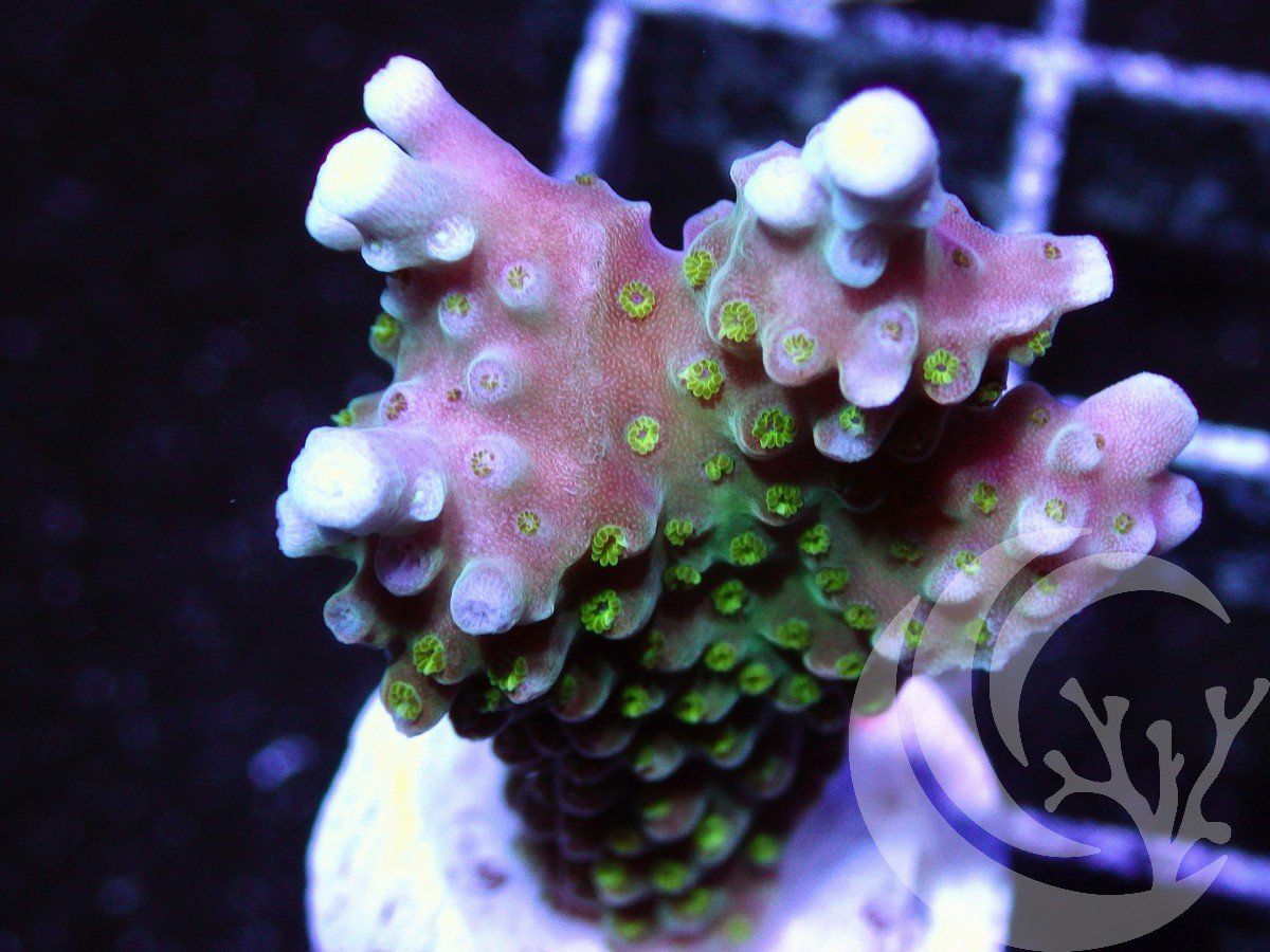 F O2802 2000x zpssm7vqfqe - Silly WYSIWYG Acropora Frags just posted!