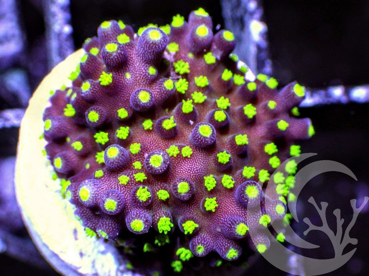 F O2808 2000x zpsuvnjkyyp - Silly WYSIWYG Acropora Frags just posted!