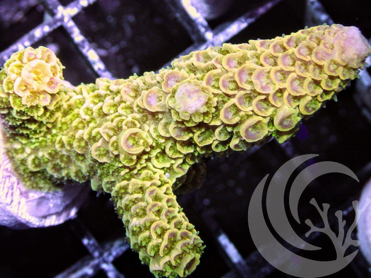 F O2810 2000x zpsgry6fpfs - Silly WYSIWYG Acropora Frags just posted!