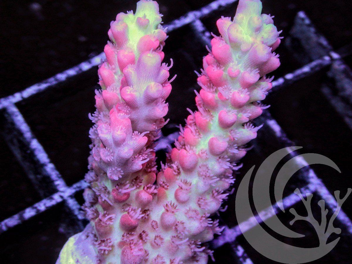 F O2812 2000x zpsnw3fwrou - Silly WYSIWYG Acropora Frags just posted!