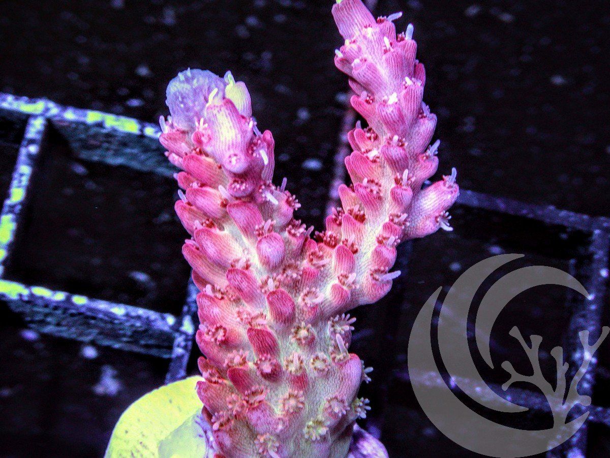 F O2814 2000x zpsiacf8sxg - Silly WYSIWYG Acropora Frags just posted!
