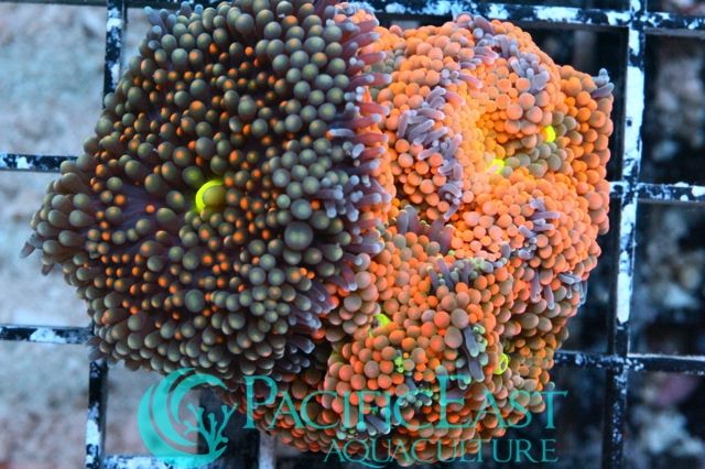 f5989efbdb3f55dd263c58e58cb4f2a8 zps4f707bcf - New Corals Plus ReefGen