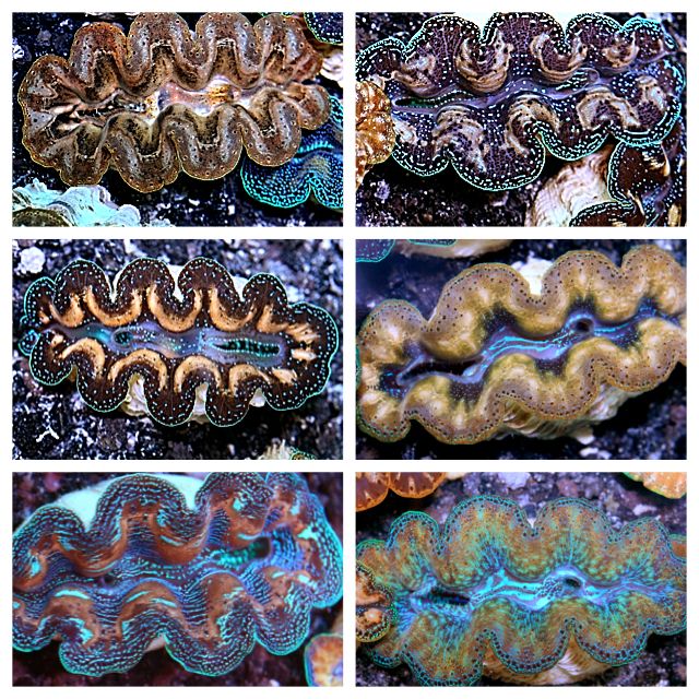 56255afaa931bc12c9d900d2bdbe0b75 zpsd881bc24 - Palau Clams and New Stock Posted