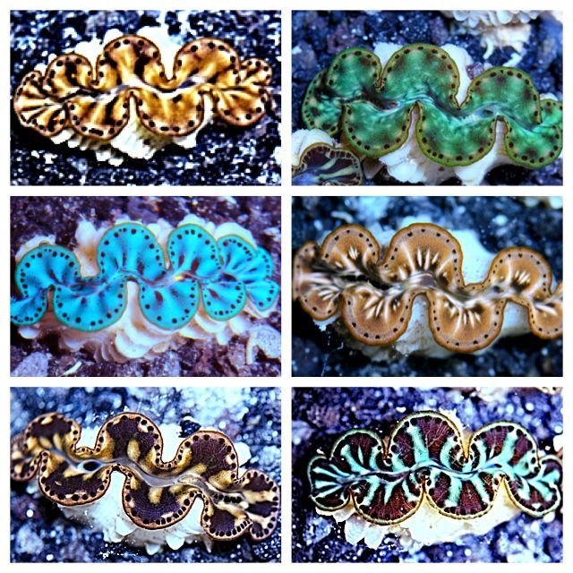 5da8024f5535808b472056ad73a7bf94 zpsaf8e05be - Palau Clams and New Stock Posted