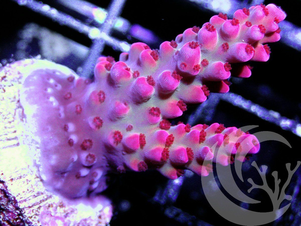 AA AU1517 2000x zpsddllyhhd - New Acropora Posted