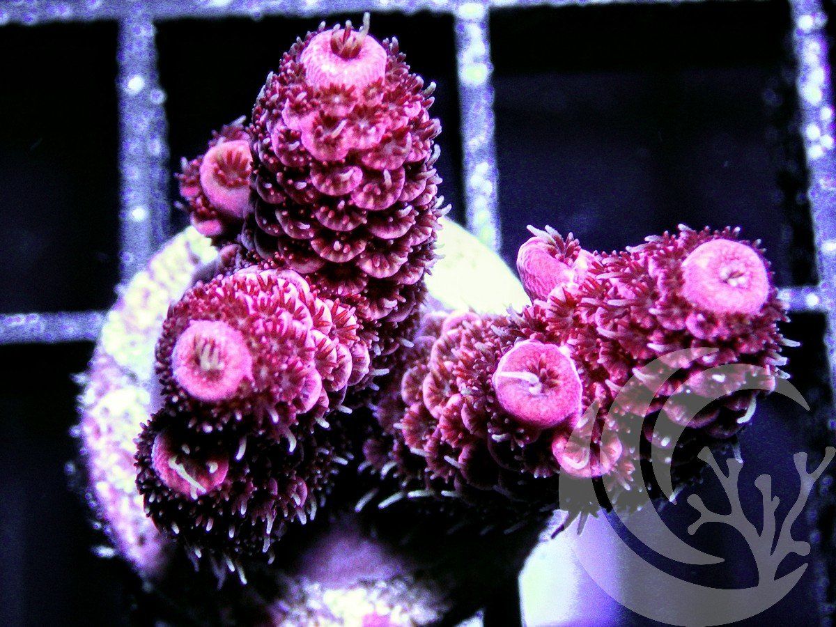 AA AU1534 2000x zpsnnp0f72s - New Acropora Posted