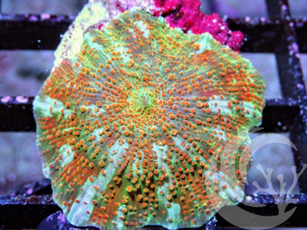 F AU2802 2000x zpszvpdmyap - Labor Day Sale--Incredible New Frags