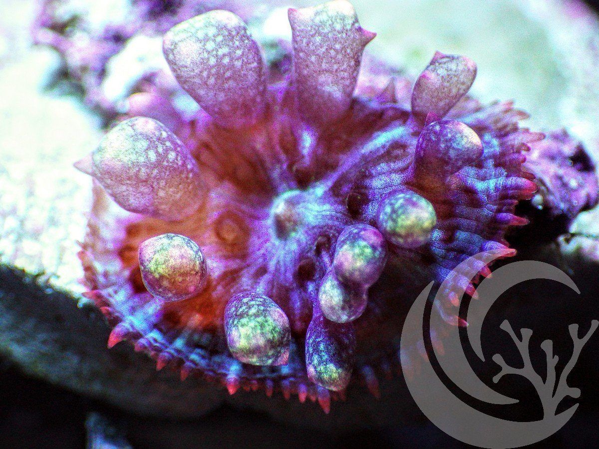 F AU2804 2000x zpsb8vdzkad - Labor Day Sale--Incredible New Frags