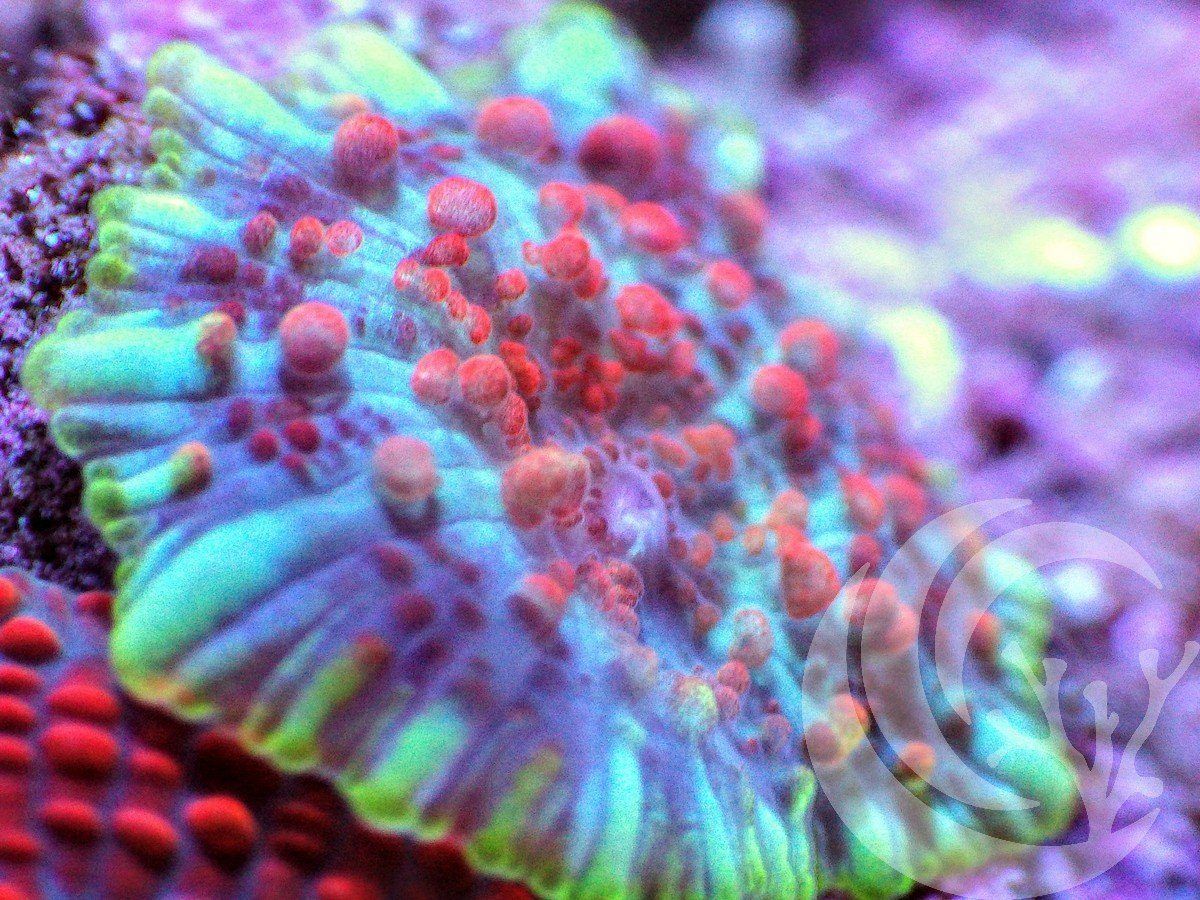 F AU2808 2000x zpsrgniyj4c - Labor Day Sale--Incredible New Frags