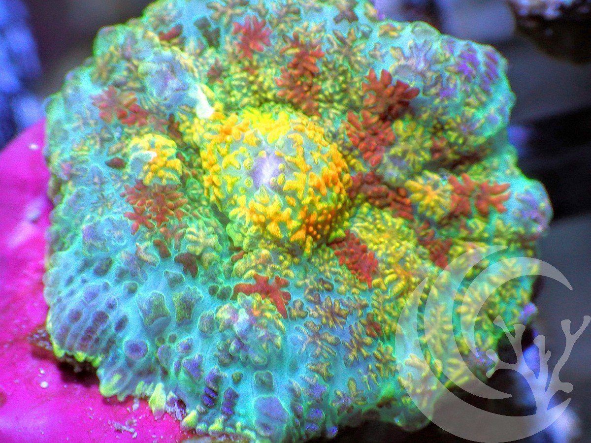 F AU2811 2000x zpsmithm0h2 - Labor Day Sale--Incredible New Frags