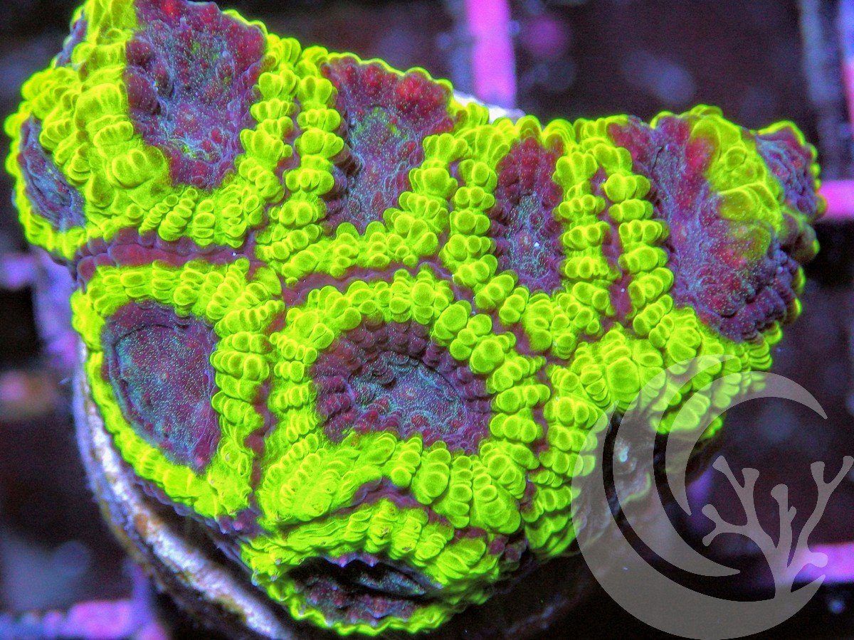 F AU2817 2000x zps4a6r0o8b - Labor Day Sale--Incredible New Frags