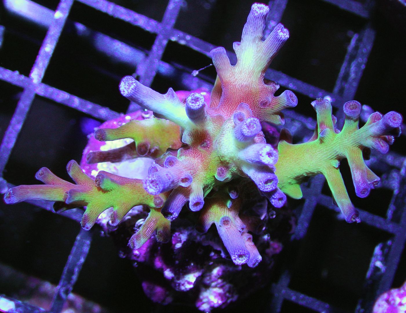 RIMG06702 zps13gghpo4 - Chunky Frags posted on New Site