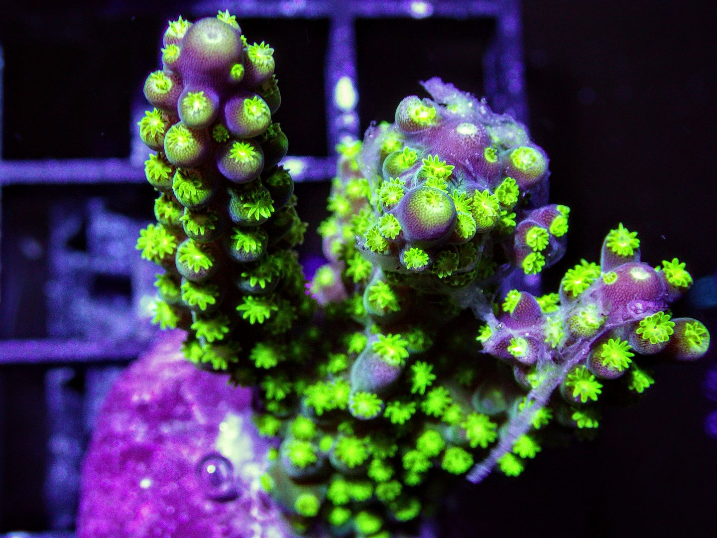 RIMG06972 zps3ltrn2bt - Chunky Frags posted on New Site