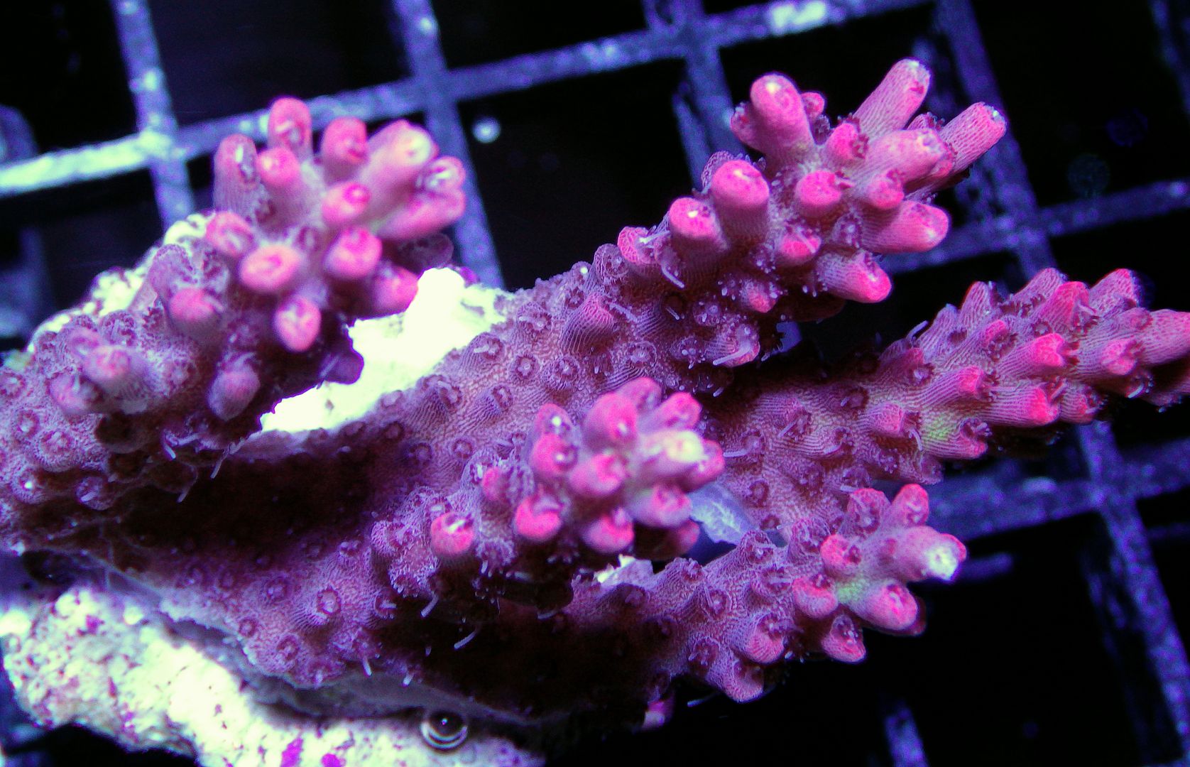 RIMG07032 zpshcylwar8 - Chunky Frags posted on New Site
