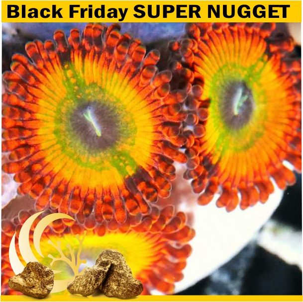 BlackFridaySuperNuggetZoa zpshiwmgtki - Black Friday Week Extravaganza Progressive Sale