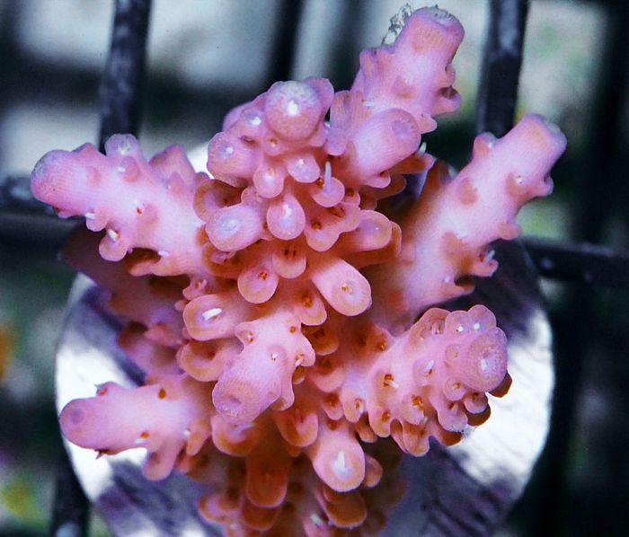 F20F230620Pink20Aussie20Acropora201252049 zps9mhhl5u3 - Join the Insanity!