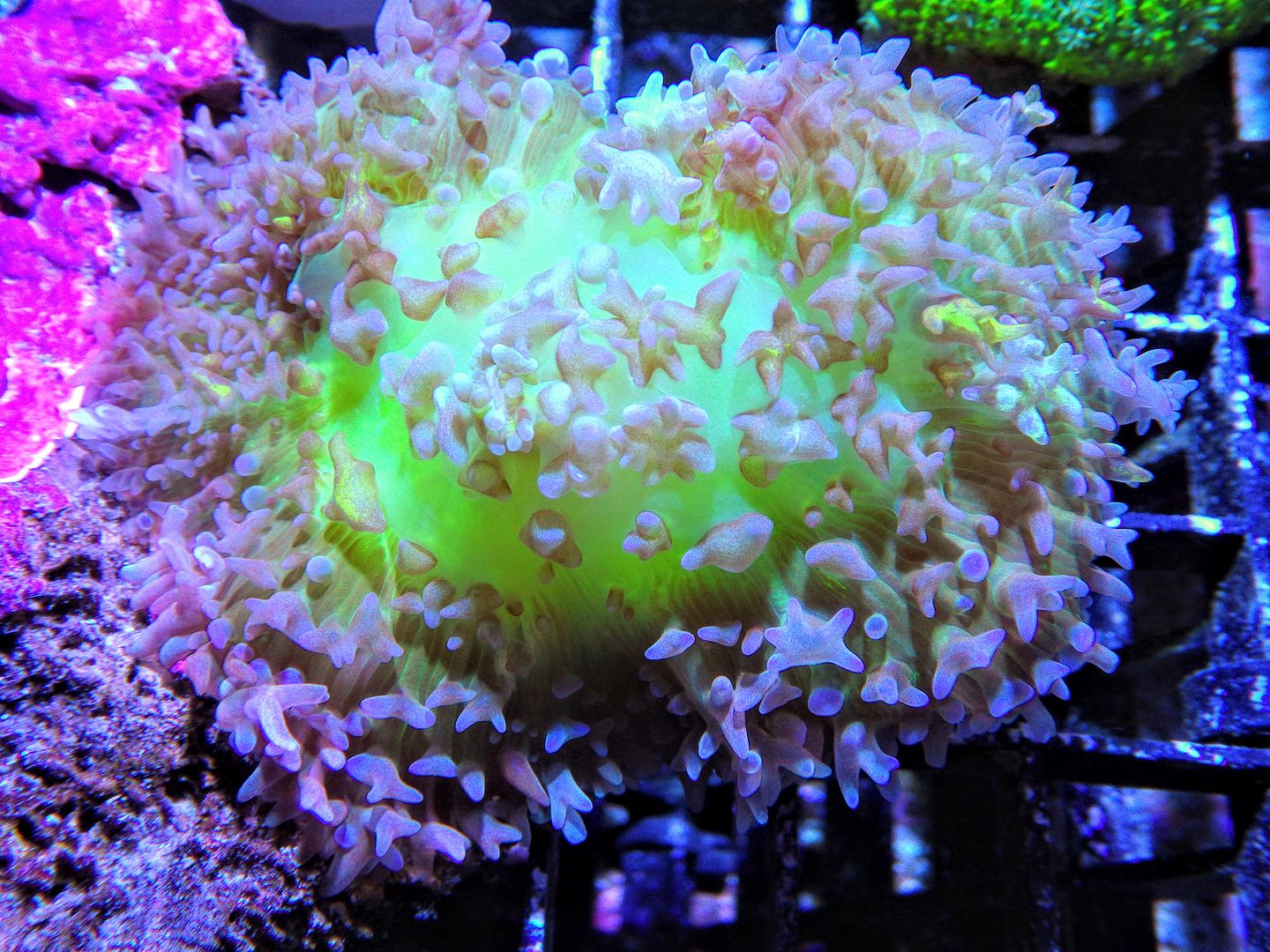 RIMG85703 zpsklzdcyac - New Mushrooms & Pieces of The Reef