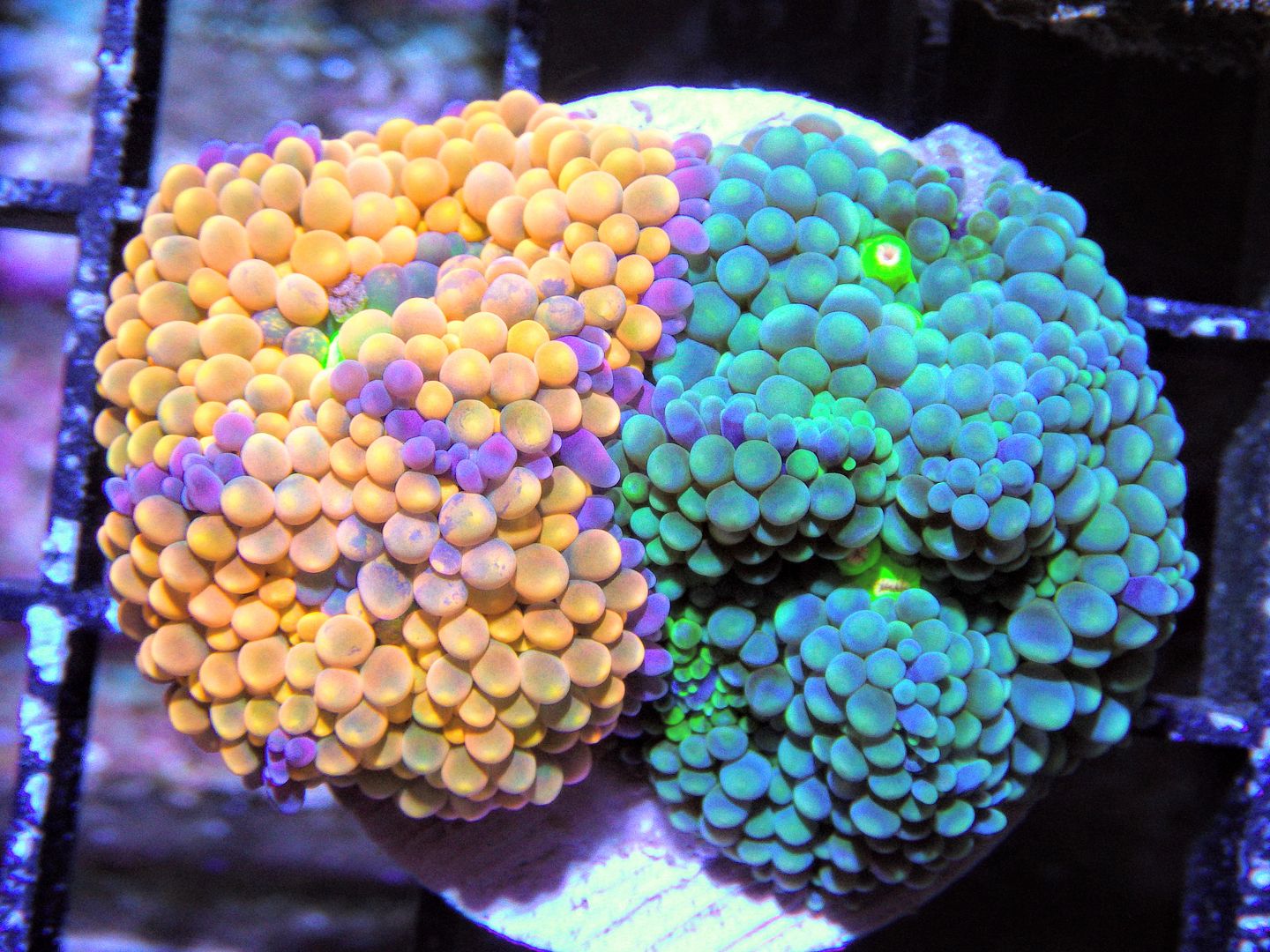 RIMG85793 zpsewf1mjrg - New Mushrooms & Pieces of The Reef