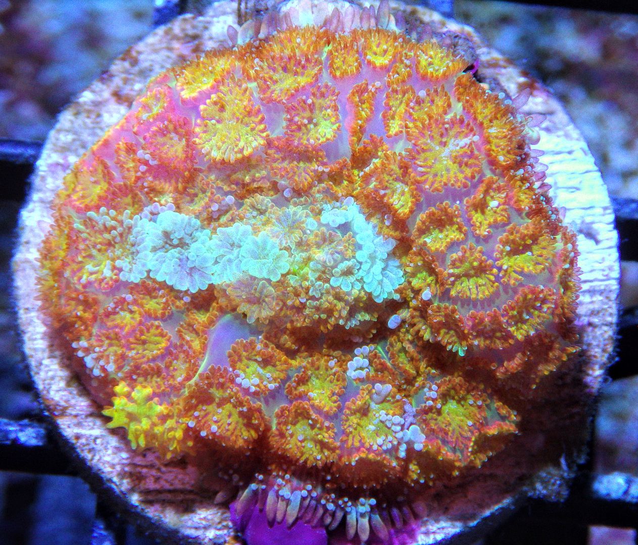 RIMG85892 zpsv82gkuib - New Mushrooms & Pieces of The Reef