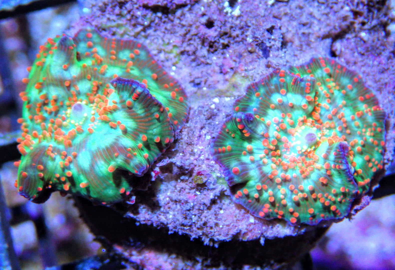 RIMG85993 zpspyc5kzvu - New Mushrooms & Pieces of The Reef