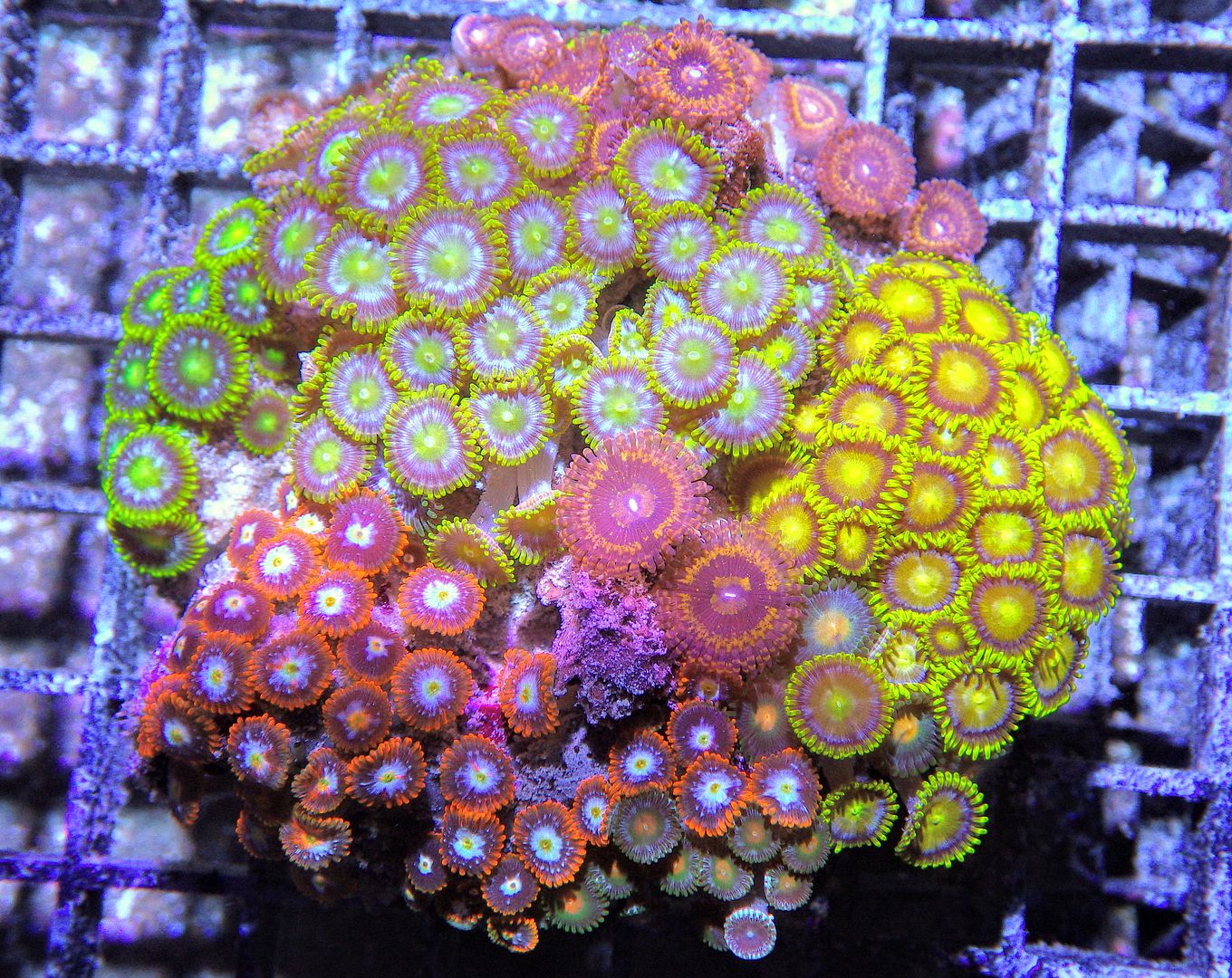 RIMG86052 zps5c6hvefn - New Mushrooms & Pieces of The Reef