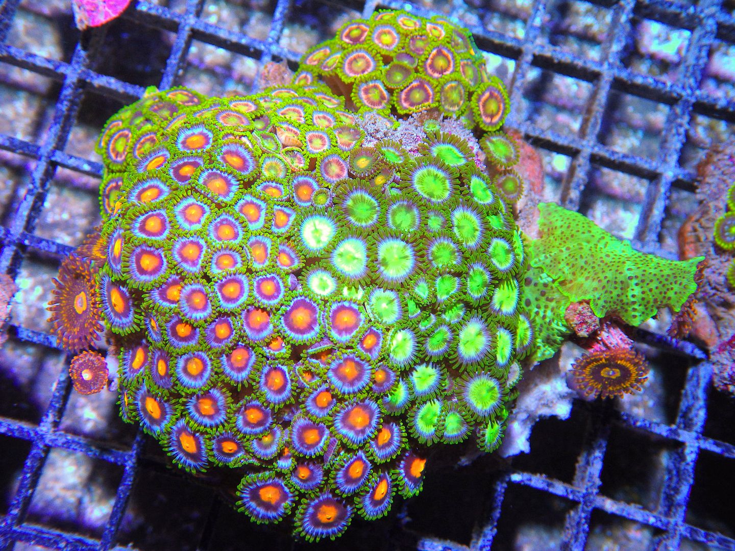 RIMG86062 zpshqntcbhj - New Mushrooms & Pieces of The Reef