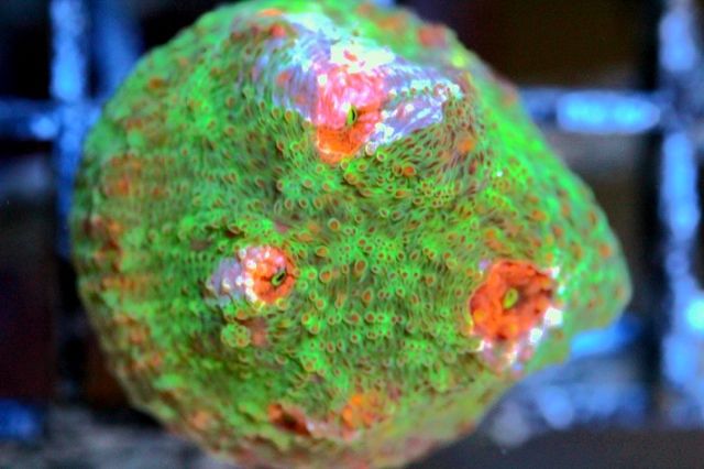 25513902 - New Video and New Corals Posted!