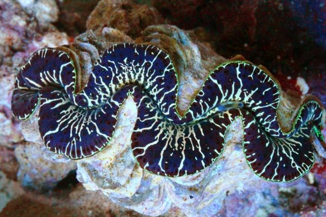 4b6d58b7 - New Corals & Clams!
