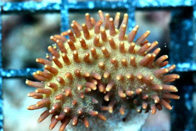 5b50239b - New Corals & Clams!