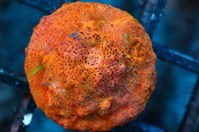 5cb359b5 - New Corals & Clams!