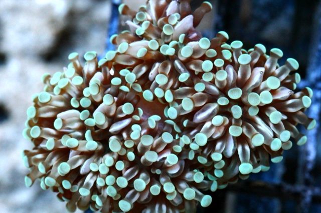 5f3bd132 - New Video and New Corals Posted!